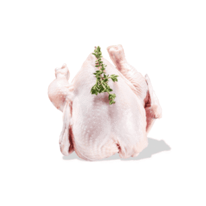 فراخ بيضاء خير بلدنا