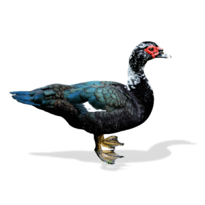 بط بلدي فلاحي