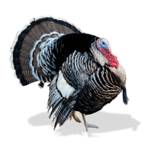 رومي بلدي أصلي