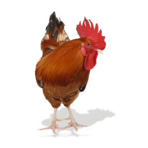 فراخ بلدي فلاحي عتاقي