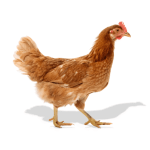 فراخ بلدي فلاحي شمورت