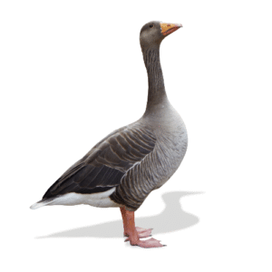 وِز بلدي فلاحي